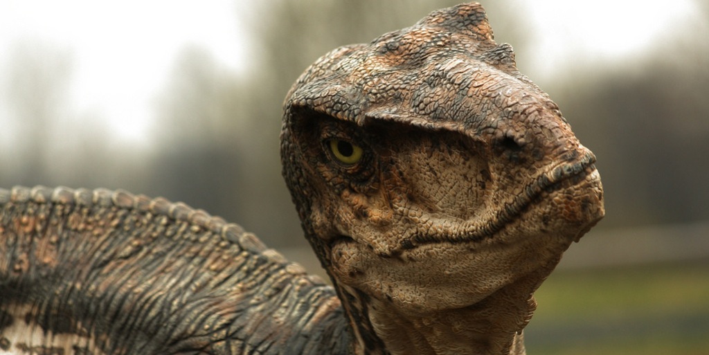 raptor